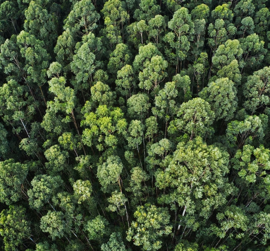Imagem de uma floresta com árvores bem verdes